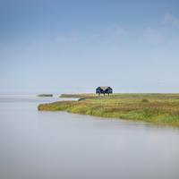 Fotoworkshop Groninger wad en landschap