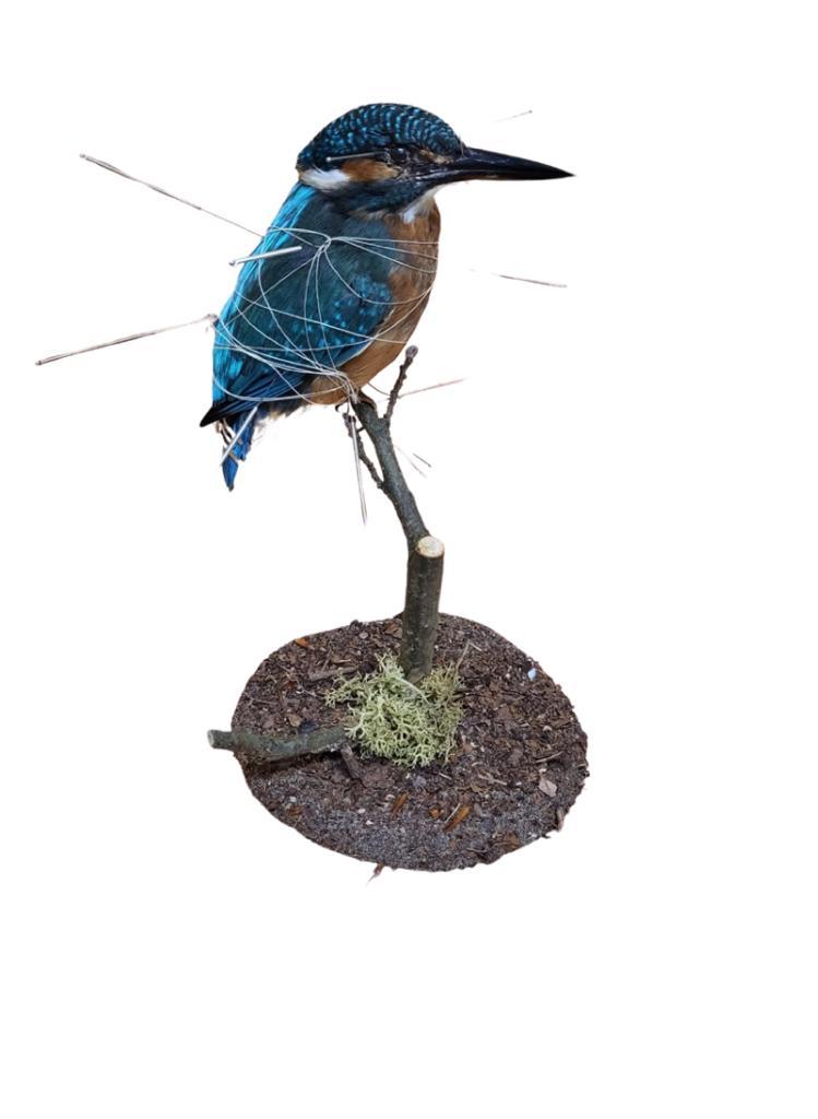 Faunabeheer Barry Hamstra — foto 1