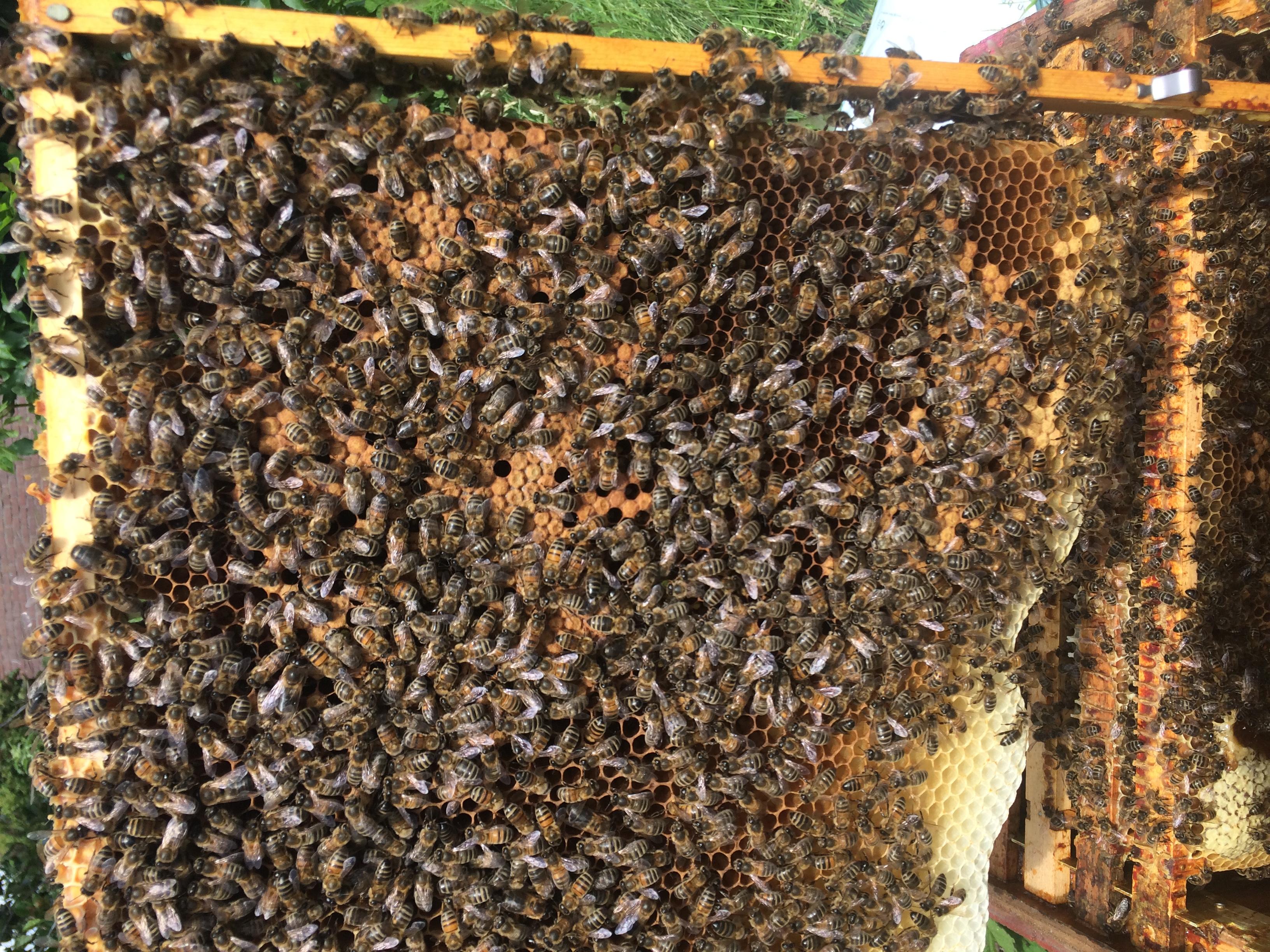 Basiscursus Natuurlijk Imkeren — foto 1