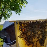 Basiscursus Natuurlijk Imkeren