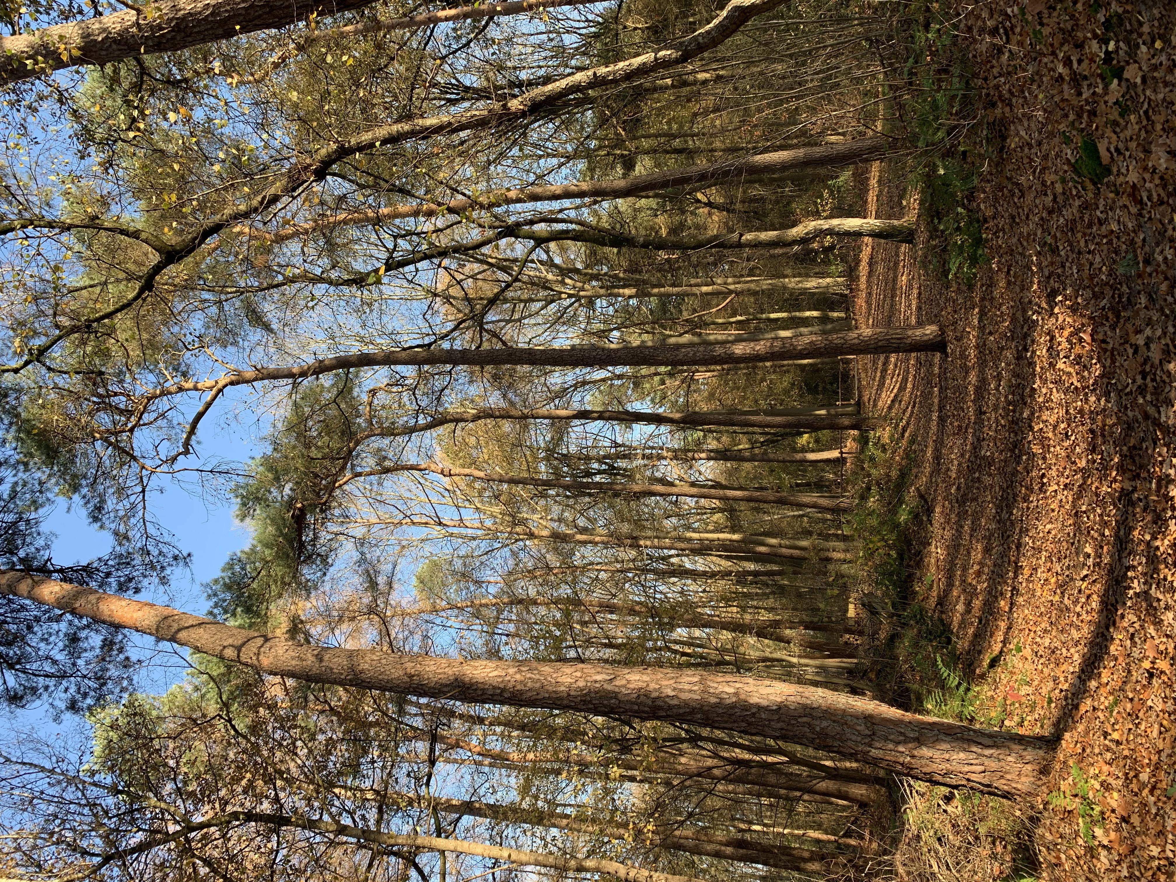 Sjamanistische Quest Wandeling — foto 1