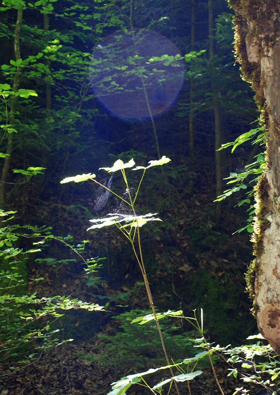 Sjamanistische Quest Wandeling — foto 4