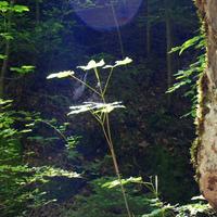 Sjamanistische Quest Wandeling
