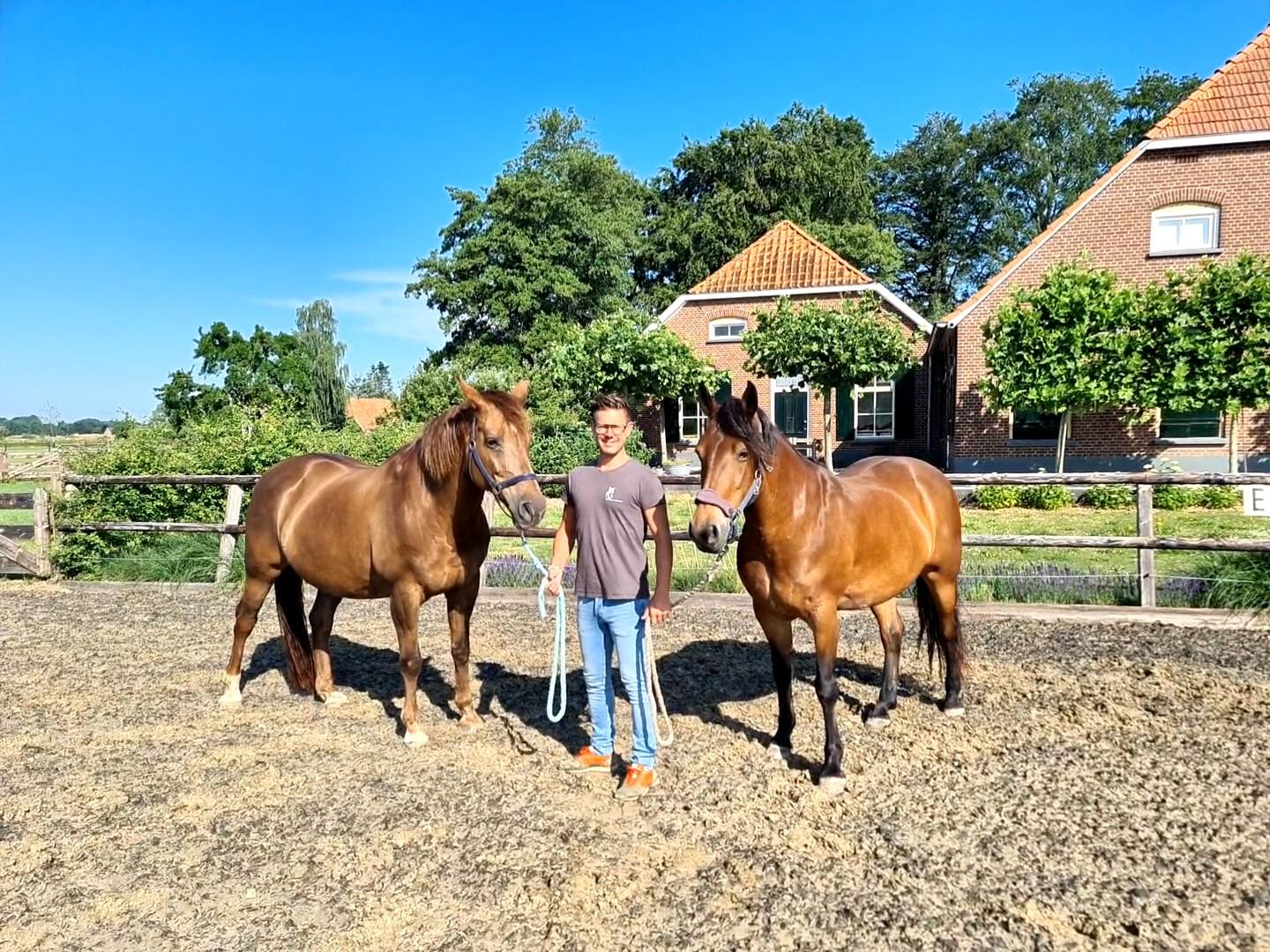 Workshop spiegelen met paarden Achterhoek 2 - 4 personen — foto 1