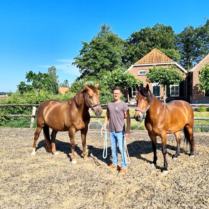Workshop spiegelen met paarden Achterhoek 2 - 4 personen
