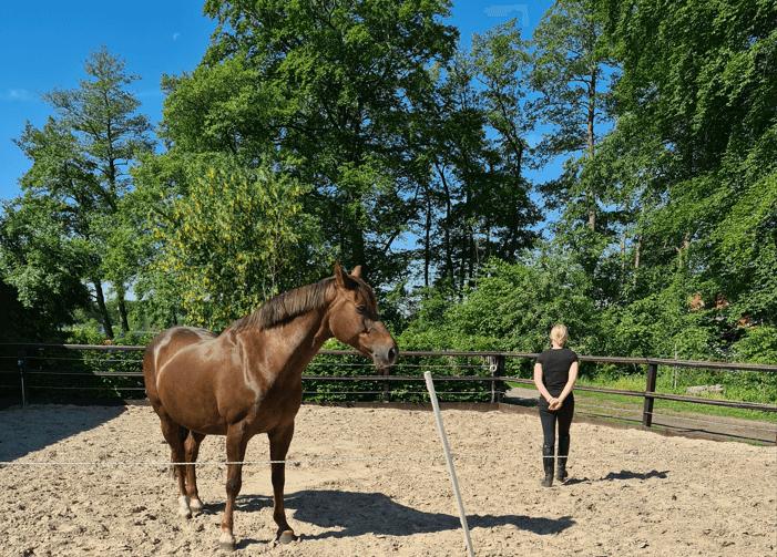 Paardencoach kennismakingsopleiding 2 - 4 personen — foto 1