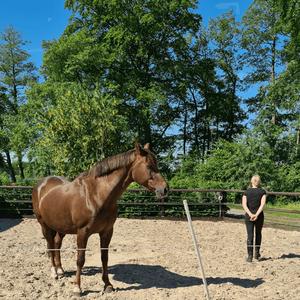 Paardencoach kennismakingsopleiding 2 - 4 personen