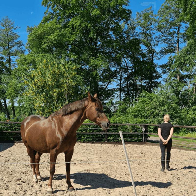 Paardencoach kennismakingsopleiding 4 - 6 personen