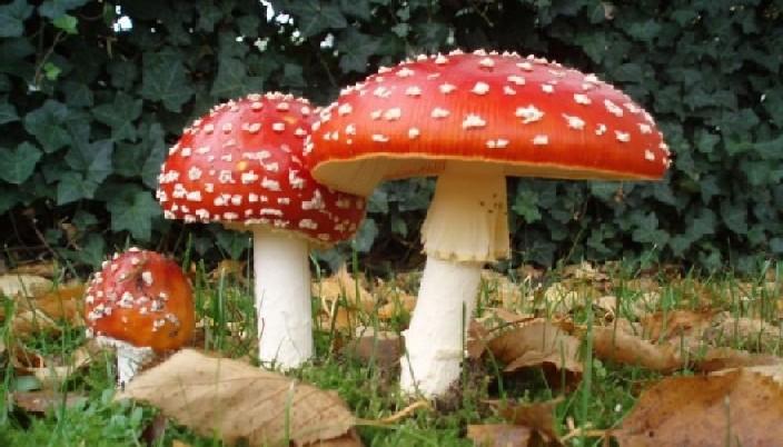 Cursus Natuurplezier met Paddestoelen vinden, prepareren & determineren — foto 1
