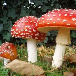 Cursus Natuurplezier met Paddestoelen vinden, prepareren & determineren