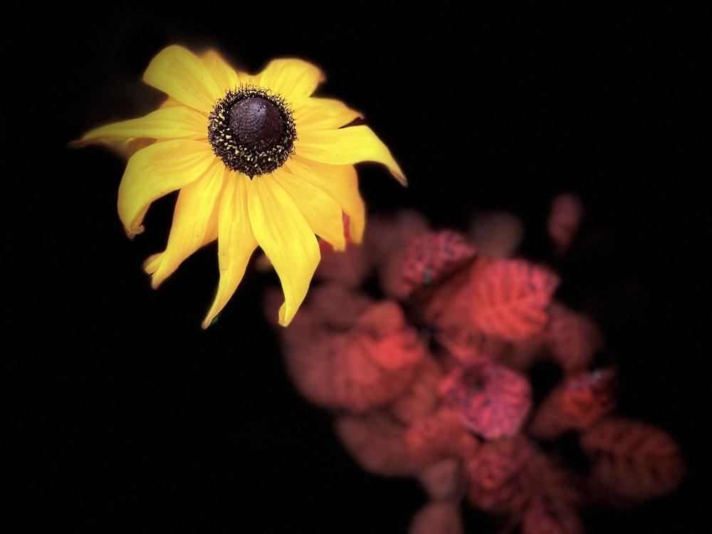 Workshop fotograferen met je mobiel — foto 2