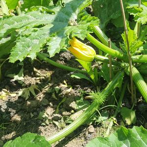 Basiscursus Ecologisch moestuinieren