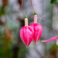 Fotoworkshop Macro en Beleef
