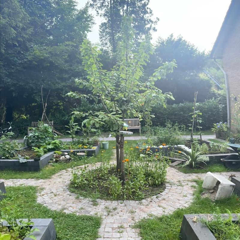 Kruidenplanten determineren 