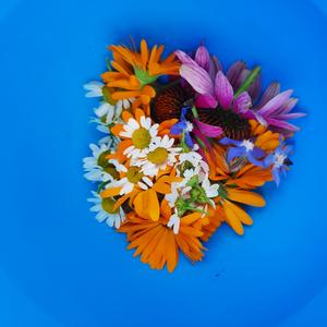 Kruidenworkshop: Kruidenthee en tinctuur