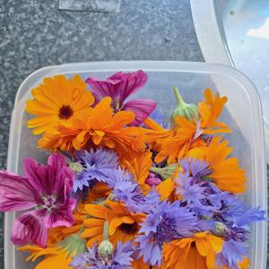 Kruidenworkshop: Kruidenolie en zalf