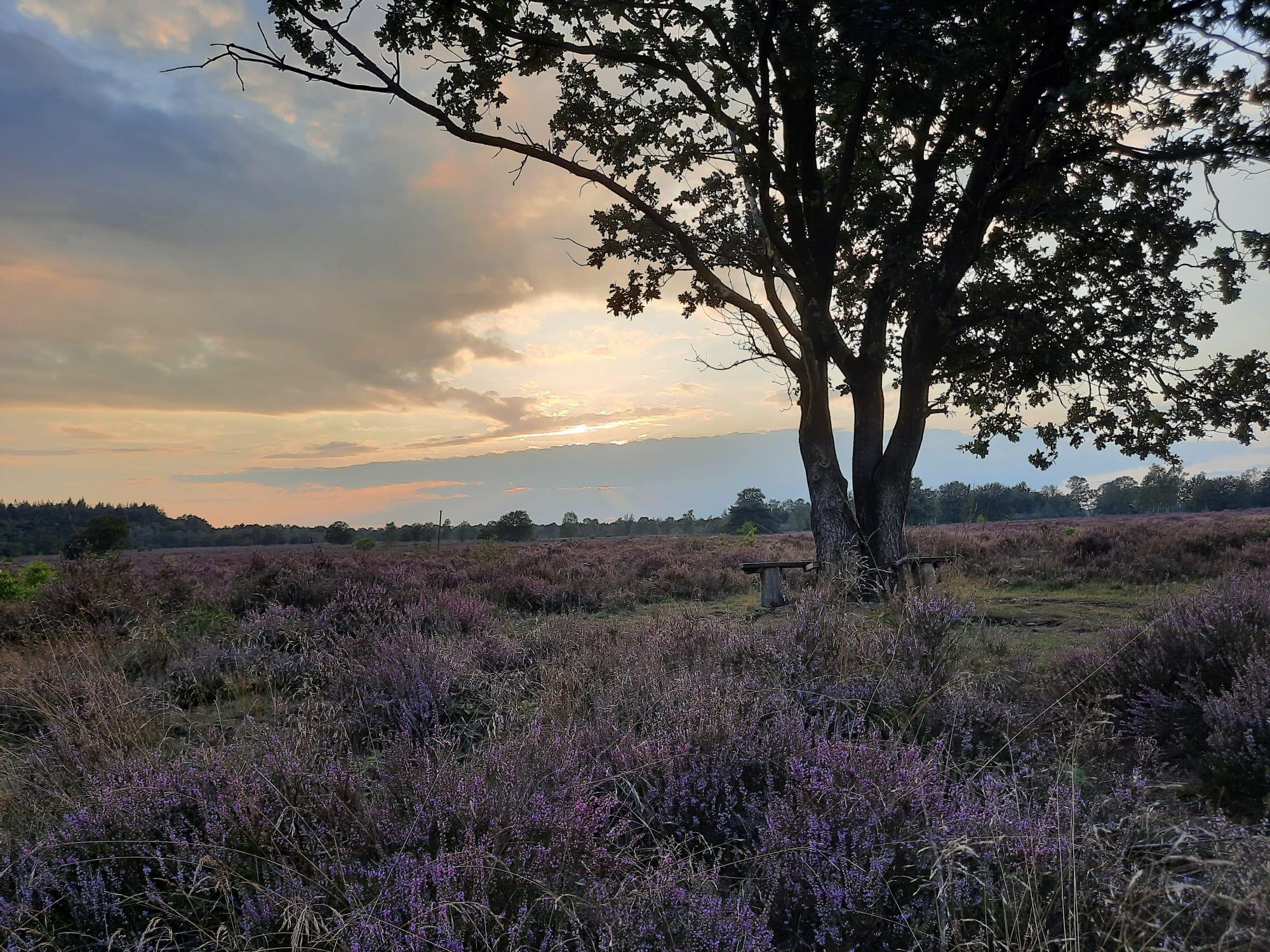 krachtplekwandelingen op de Veluwe — foto 1
