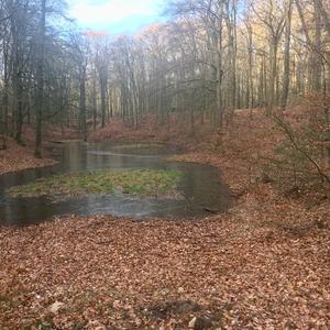 krachtplekwandelingen op de Veluwe