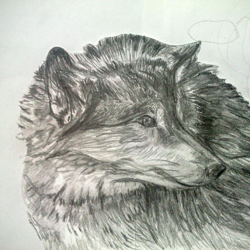 Weekend Workshop Tekenen North American Animals
