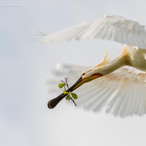 Natuurfotografie workshop oostvaardersplassen