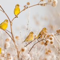 Natuurfotografie workshop oostvaardersplassen