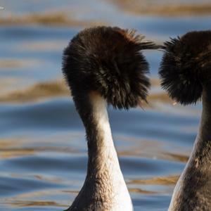 Vogelfotografie workshop balts van de fuut