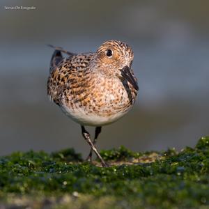 Vogelfotografie workshop strand en pier van ijmuiden