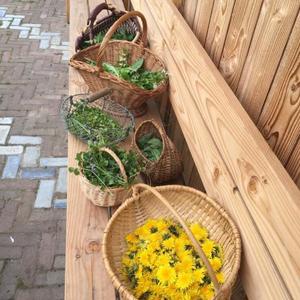 Cursus "making sense(s) of herbs"
