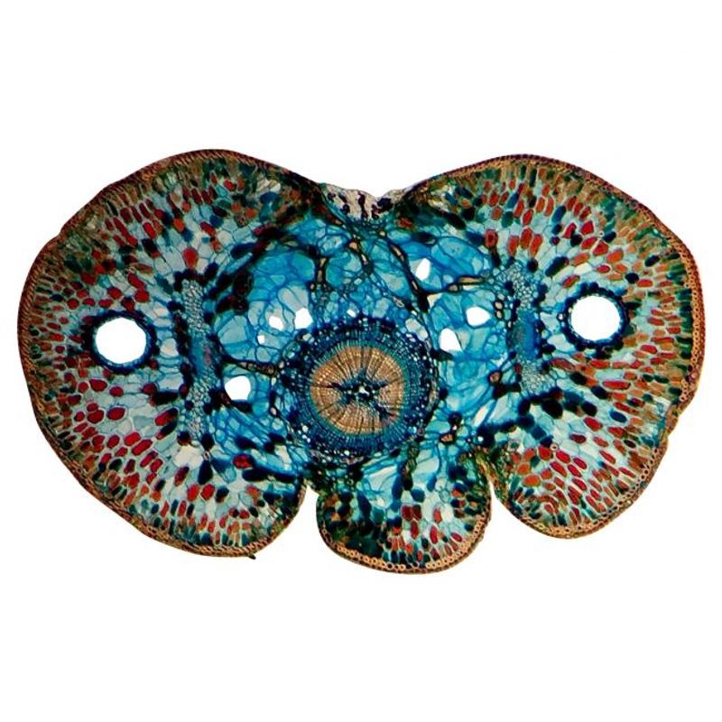 Microscopische ontdekkingsreis