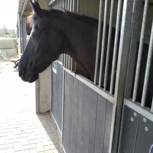 Hooggevoeligheid en paarden