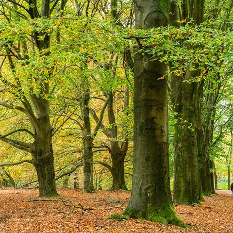 Workshop natuurfotografie kaapse bossen