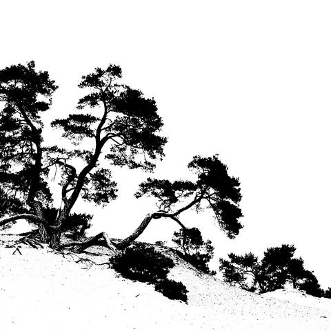 Workshop natuurfotografie kootwijkerzand