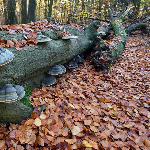 Workshop natuurfotografie amerongse bos