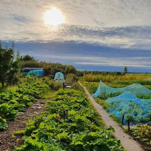 Cursus biologisch moestuinieren voor beginners